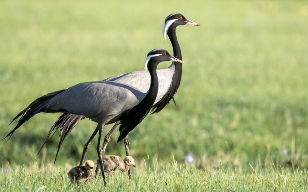 Demoiselle Crane